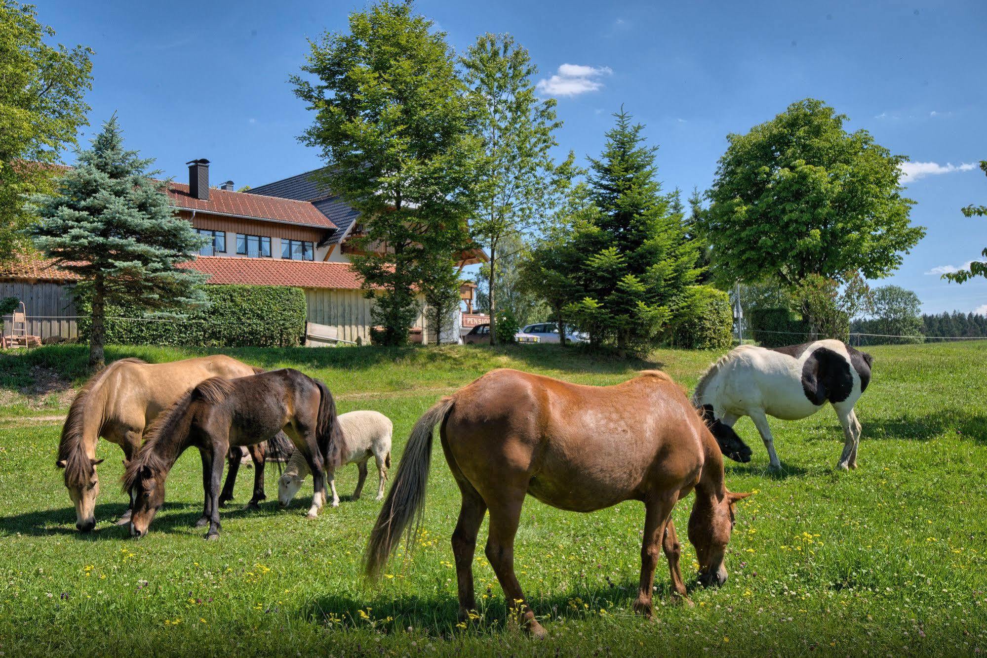 Landgasthof Zum Schwanen Хорнберг Екстериор снимка