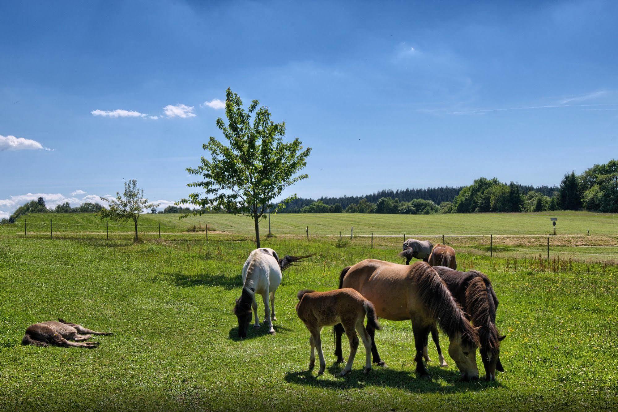Landgasthof Zum Schwanen Хорнберг Екстериор снимка